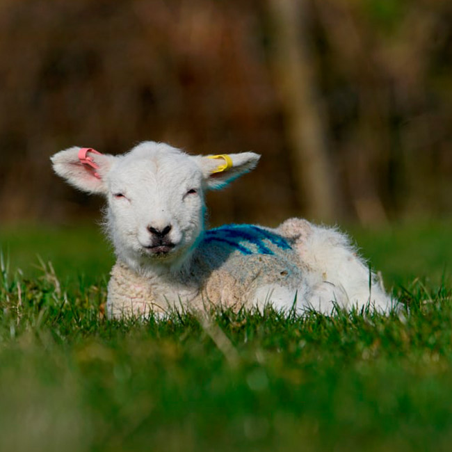 Lamb relaxing in the sun
