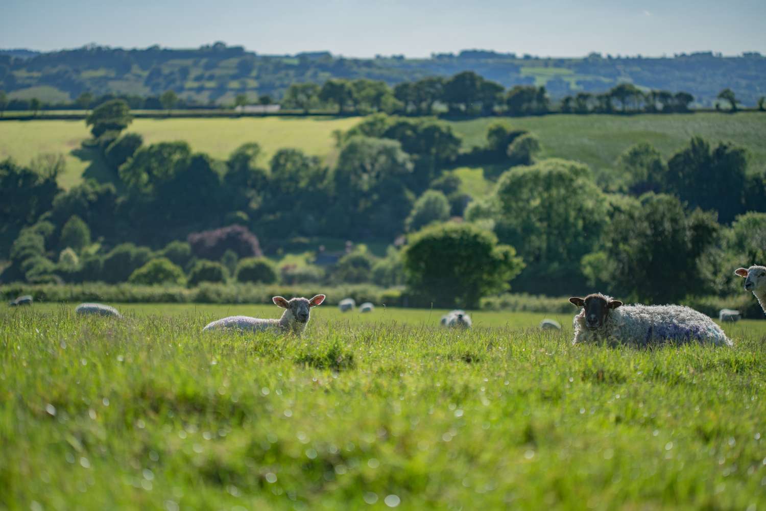 A picture of sheep in a field overlooking the valley